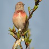 Konopka obecna - Carduelis cannabina - Eurasian Linnet 2252